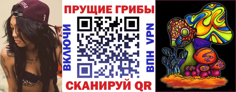 Галлюциногенные грибы Psilocybe  Черногорск 