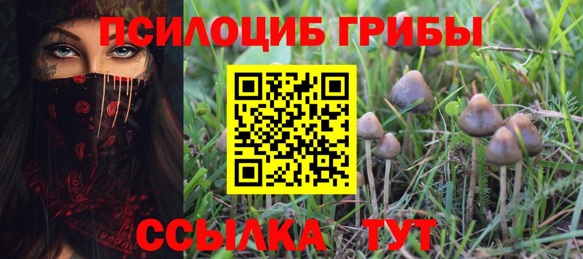 купить наркоту  Черногорск  Галлюциногенные грибы Psilocybine cubensis 